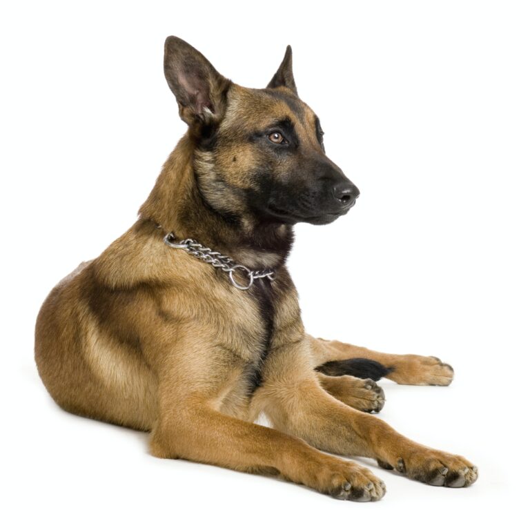 german shepherd / alsatian, police dog