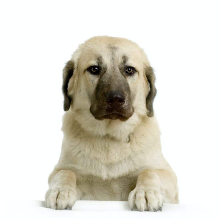 Anatolian Shepherd Dog