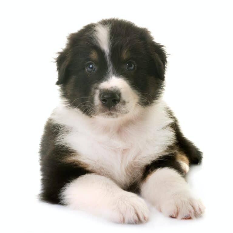 australian shepherd dog