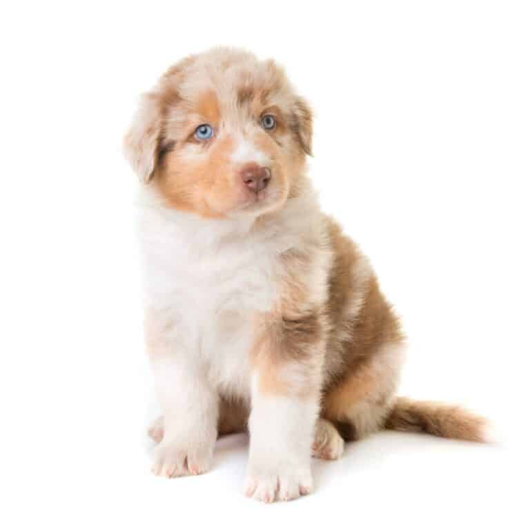 australian shepherd dog