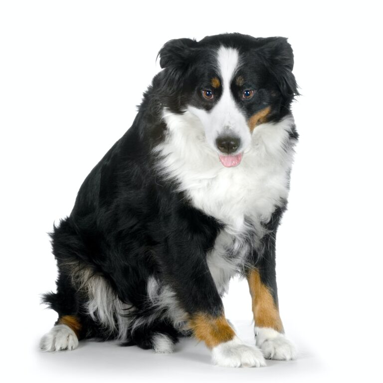 Bernese mountain dog