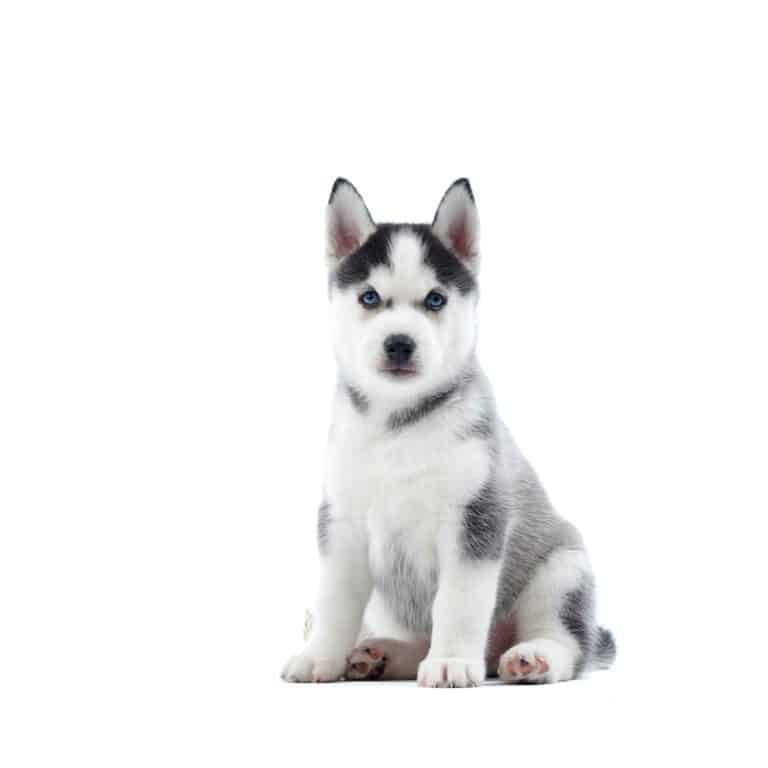 Ccute siberian husky dog with blue eyes and gray fur