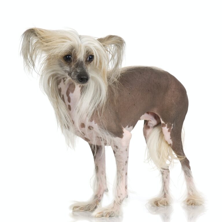 Chinese Crested Dog - Hairless