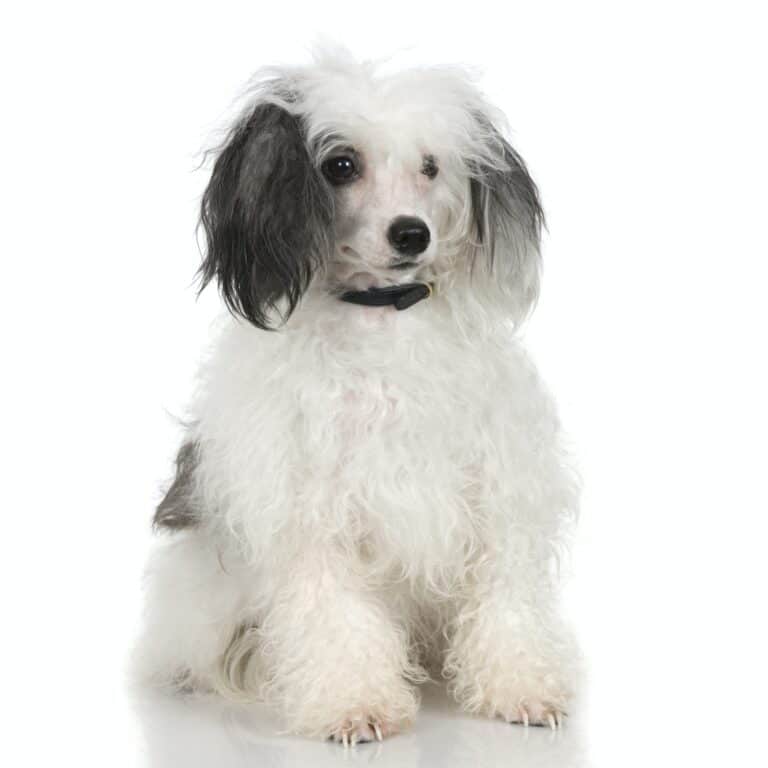 Chinese Crested Dog - Powderpuff