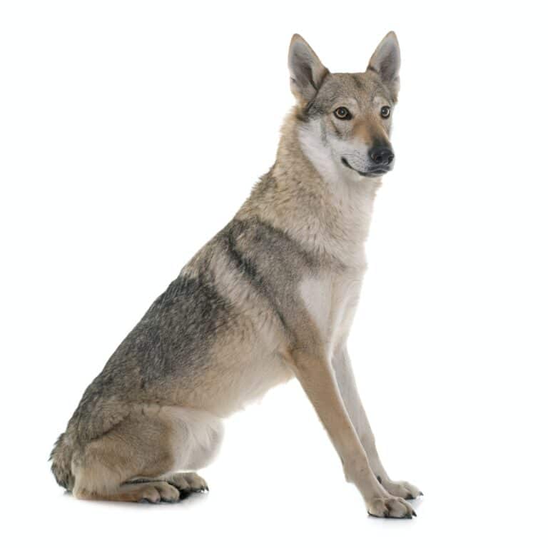 czechoslovakian wolf dog