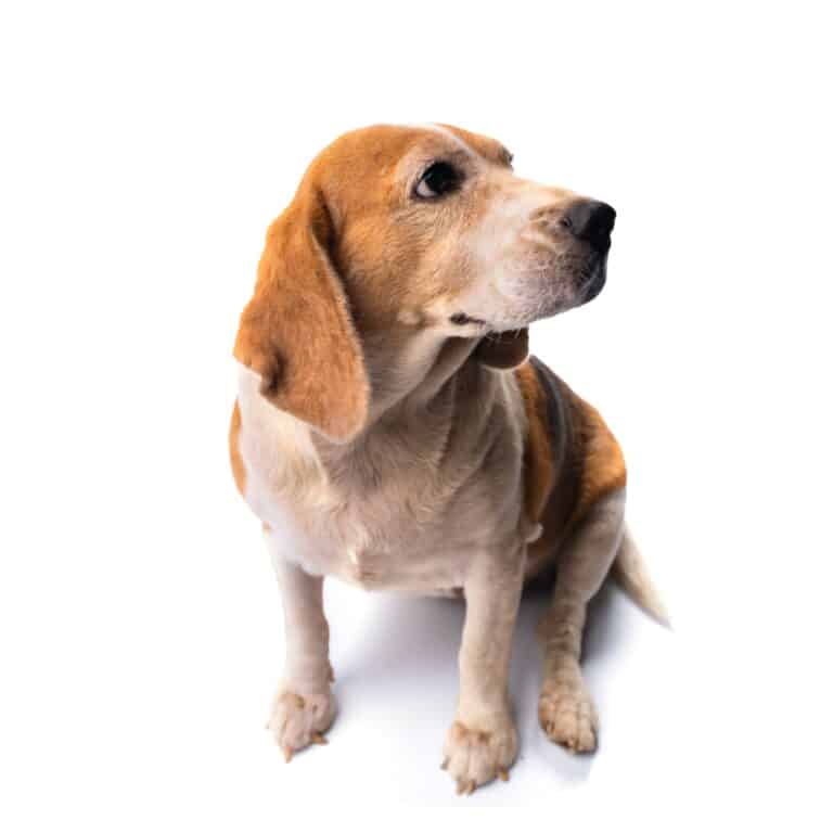 dog pet sitting, beagle isolated on white background, animal domestic cute, mammal in studio shot