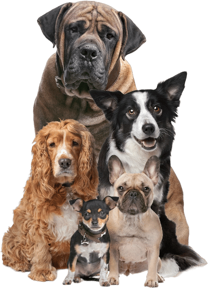 hundefutter bio shop hunde reico vertriebspartner