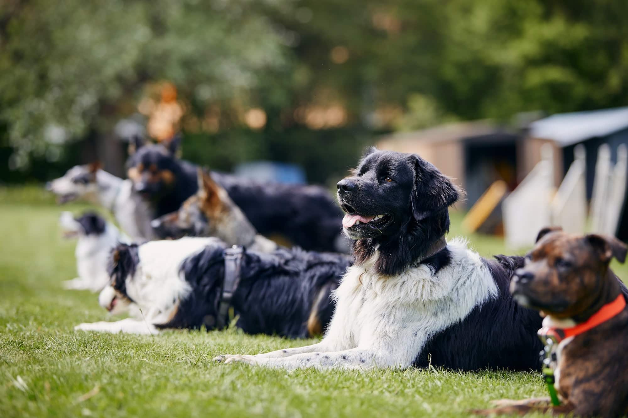 Group of dogs during training