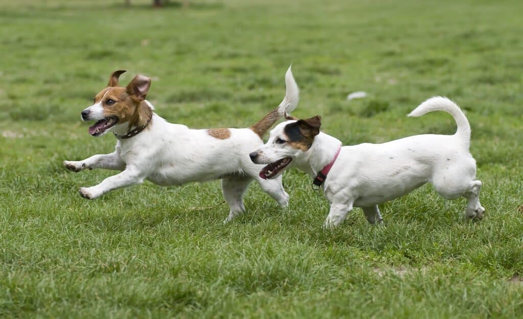 Happy Dogs