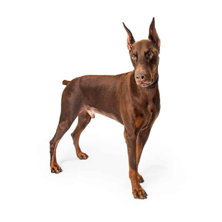 Large Red Doberman Dog Standing Profile