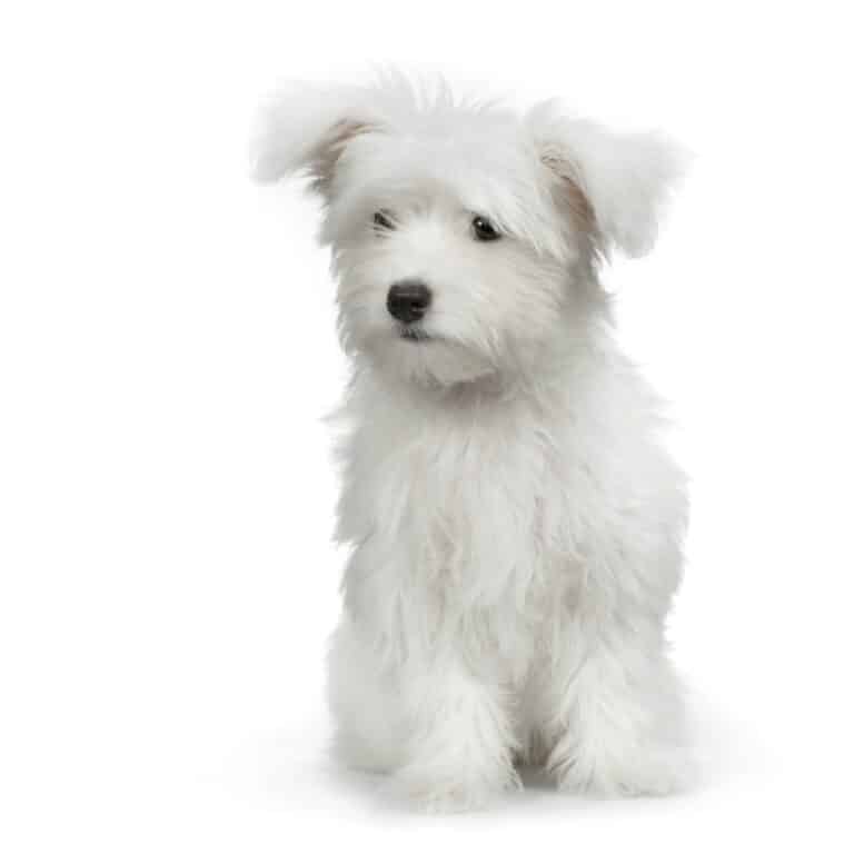 maltese dog