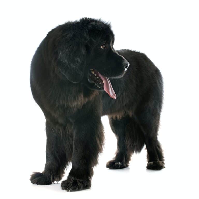 newfoundland dog