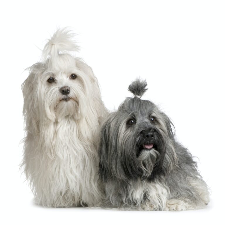 pair of Havanese dog