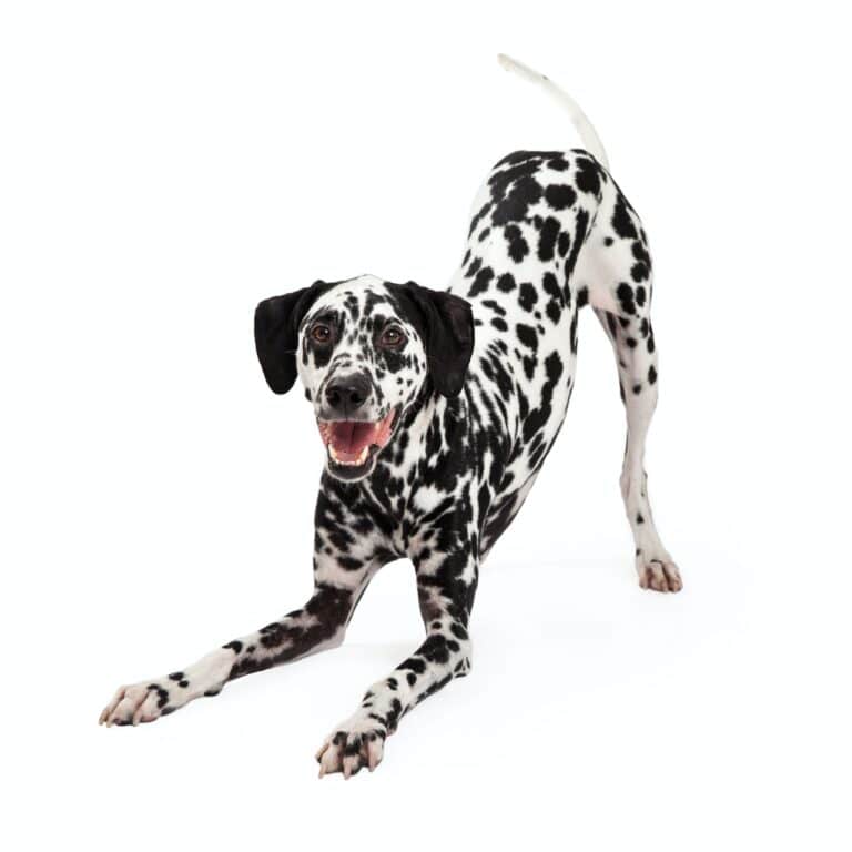 Playful Dalmatian Dog Bowing