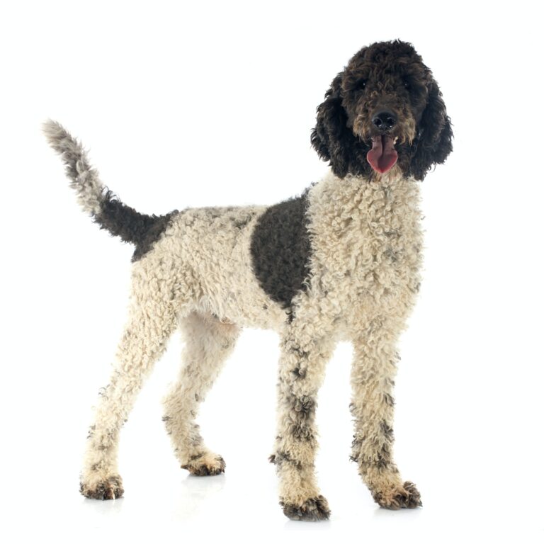 Portuguese Water Dog