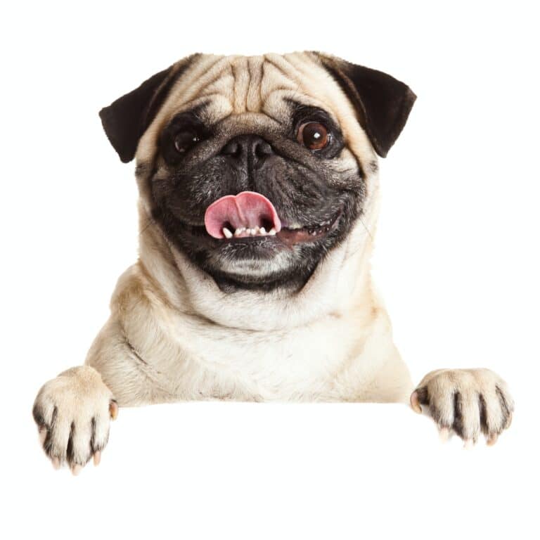 Pug Dog with blank billboard. Dog above banner or sign. Pug dog portrait over white background