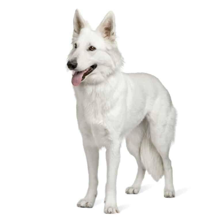 White Swiss Shepherd Dog (10 months)