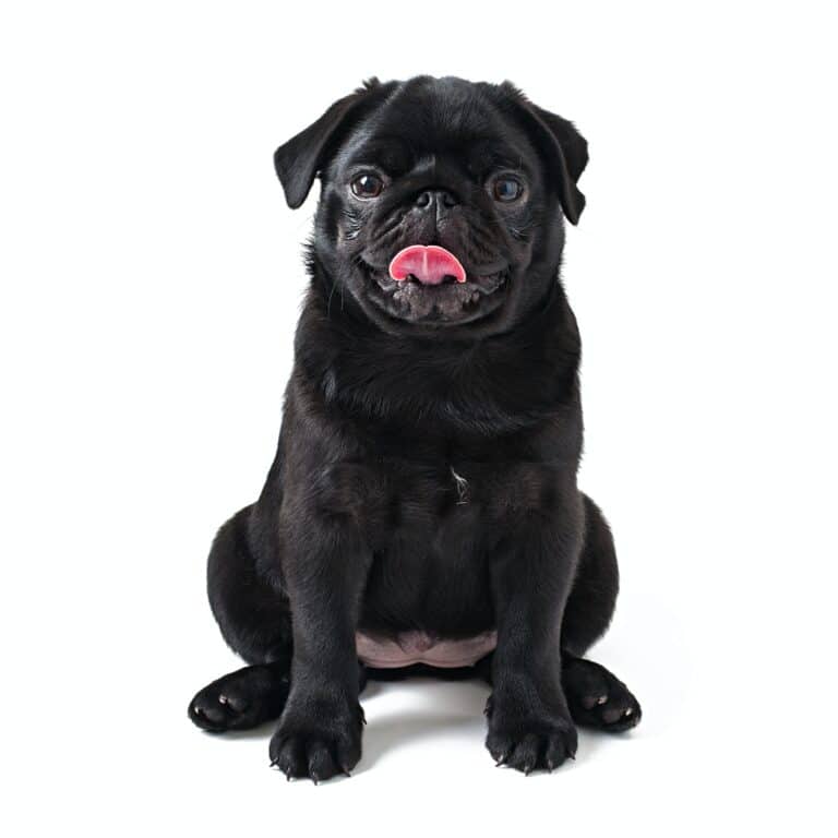 Young black dog pug posing on white background