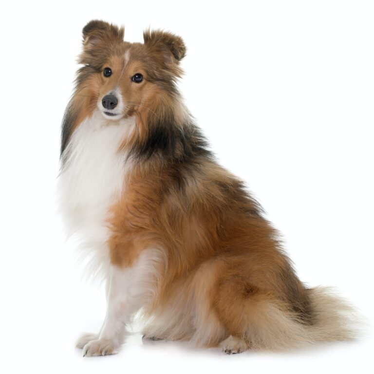 young shetland dog