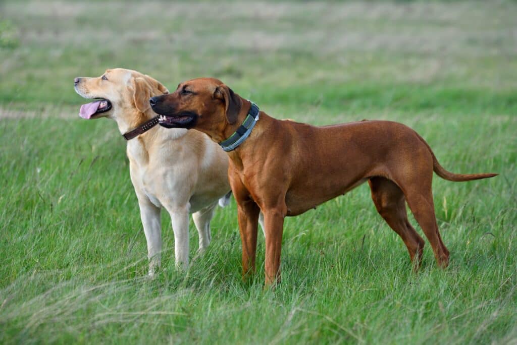 Gesunde Hunde mit Reico MaxidogVit Nassfutter