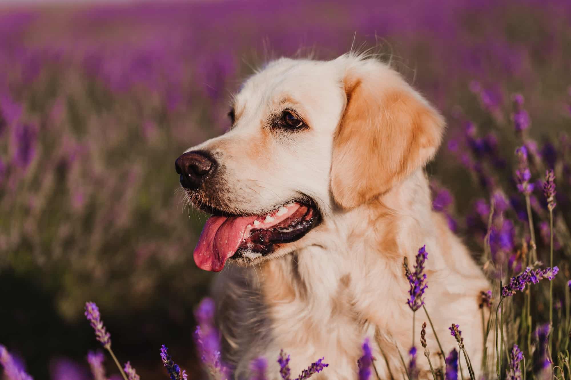 Reico Heimatglück Hundefutter