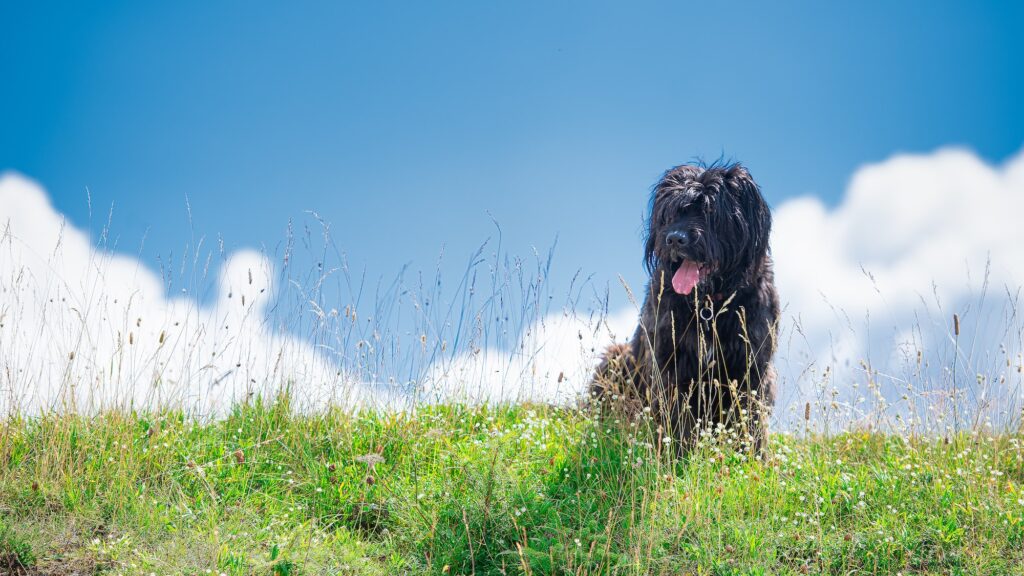 Reico Heimatglück Hundefutter mit ausgewählten Allgäuer Wiesenkräutern