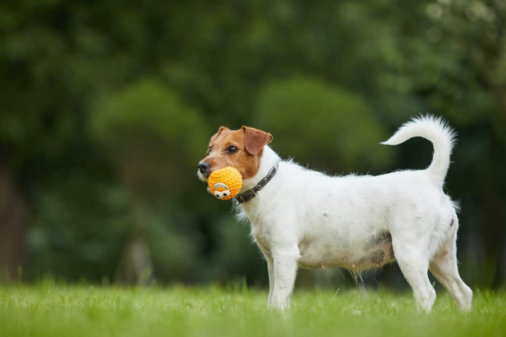 Aktive Hunde mit Reico Heimatglück Hundefutter