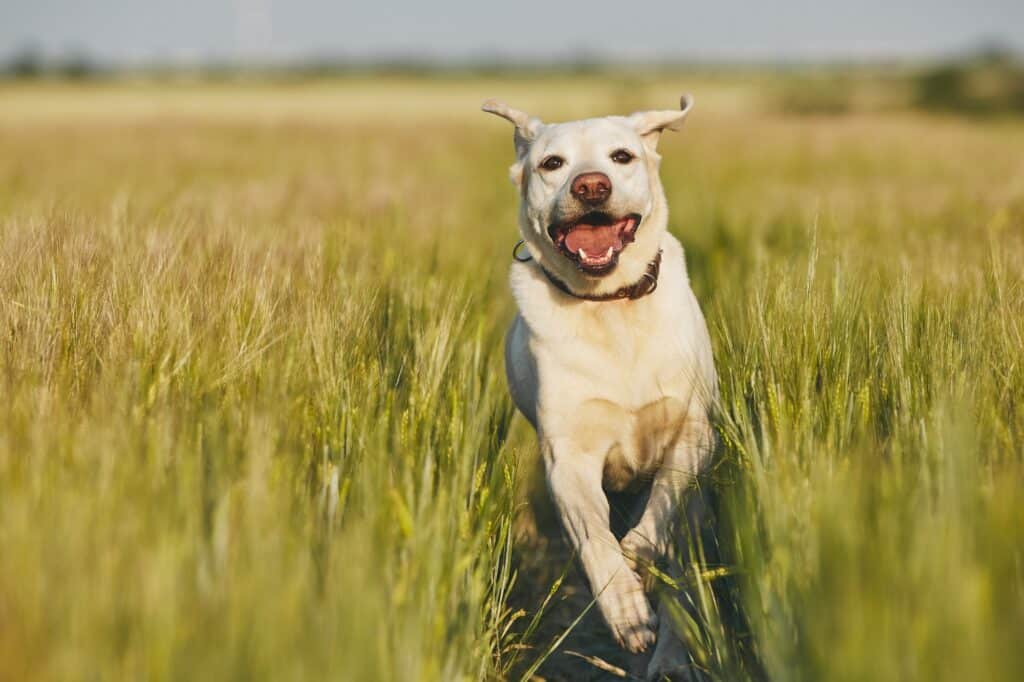 Gesunde Hunde mit Reico Heimatglück Hundefutter