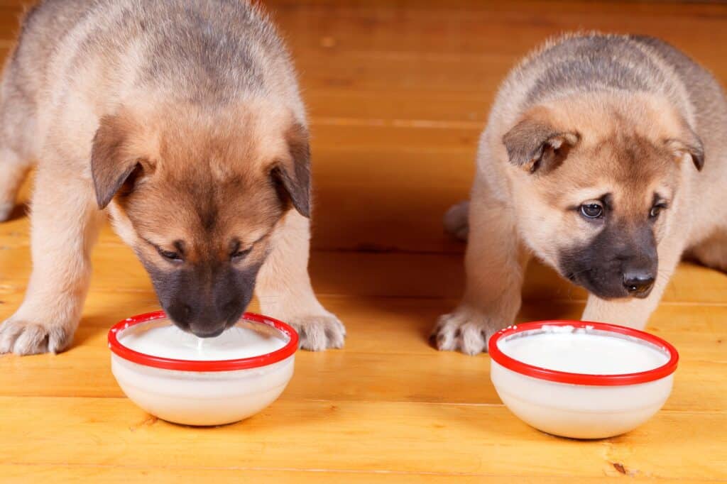 Reico Welpen Hundefutter für empfindliche Mägen