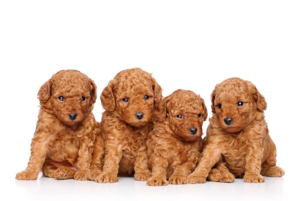 Poodle dog, beautiful poodle puppy, family dogs.