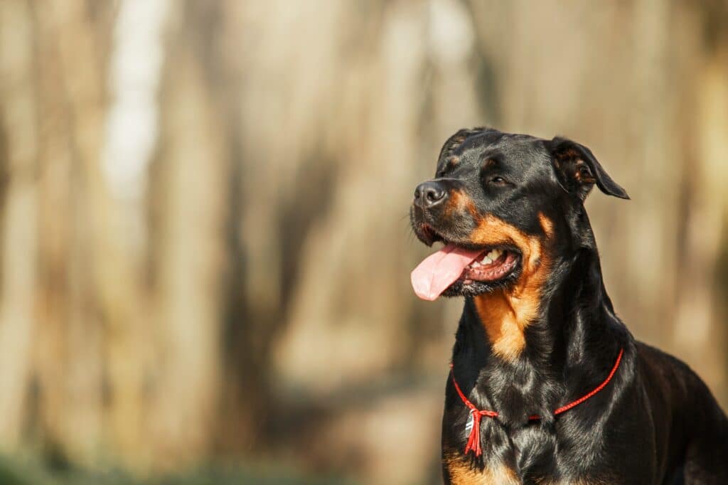 Gesündere Hunde mit Reico Naturkraft & Kräuter