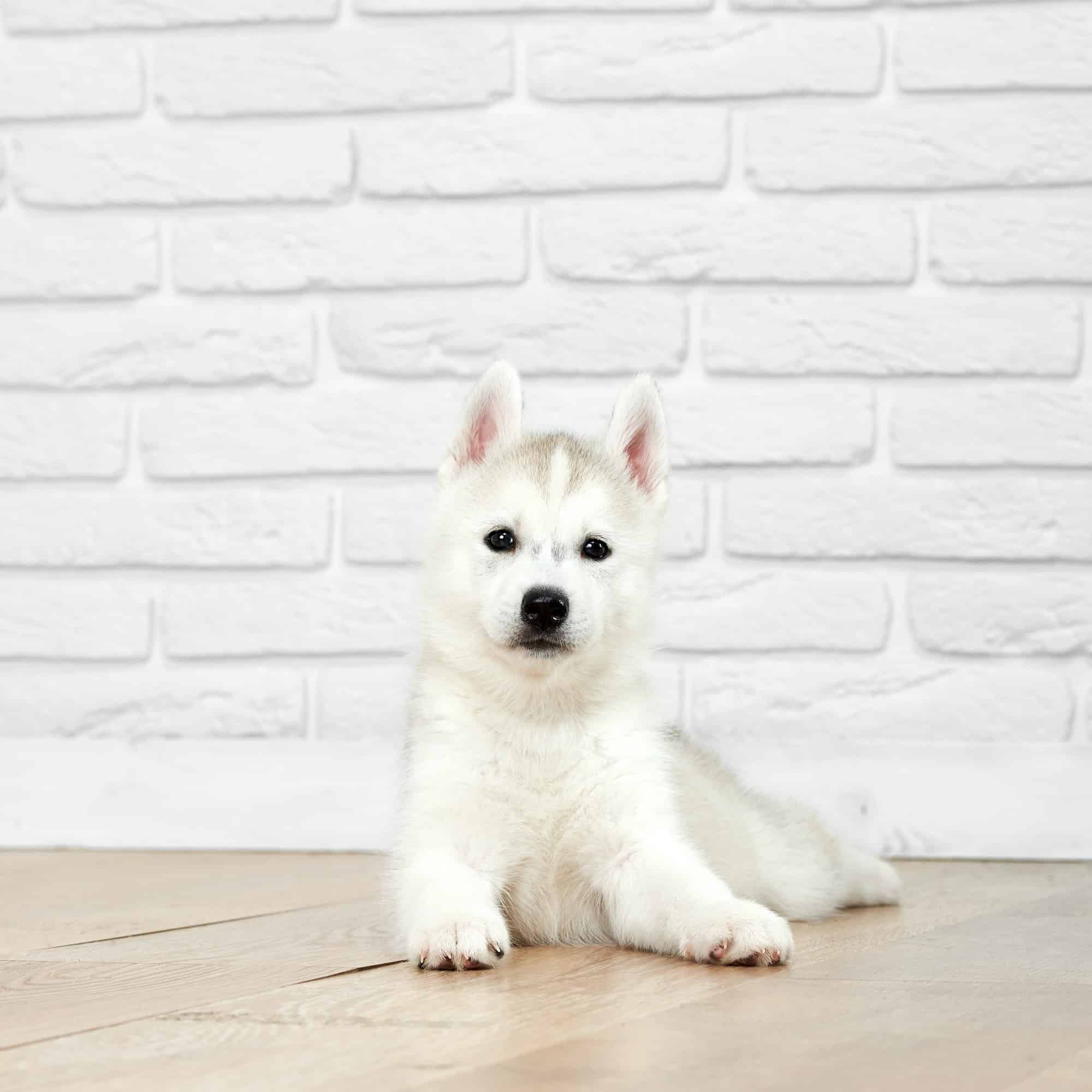 Siberian husky puppy at studio