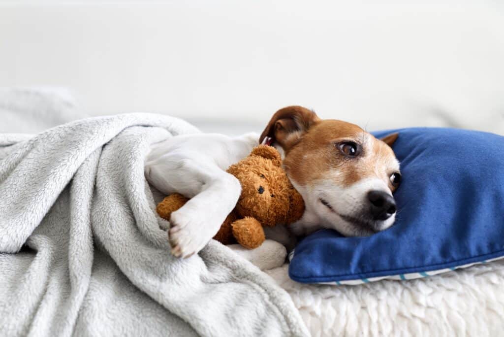 Reico Hundefutter für Welpen