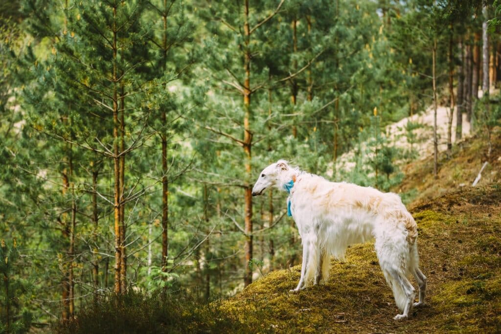 Reico Naturkraft & Kräuter für Hunde